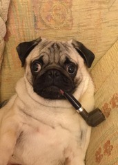 Let's see your pooches