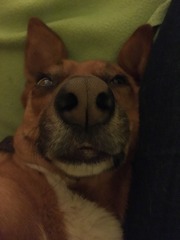 Let's see your pooches