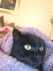 New cat owner and all I want to do is talk about her!