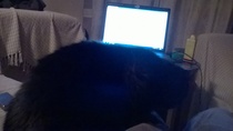 I'm looking after a cat for a few weeks and I have a question.