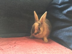 Help my rabbit is giving birth to a surprise litter!