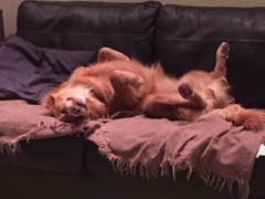 Let's see your pooches