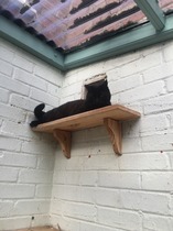 cat door bell - bonkers or not?