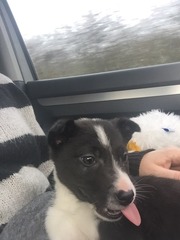 picking up our 9 week old border collie pup next weekend....