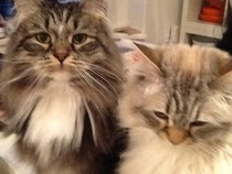 How many cats does everyone have?