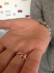 Orchid mantis with picture