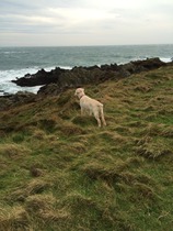 Let's see your pooches