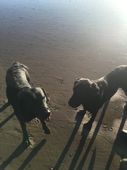 Let's see your pooches