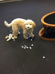 Let's see your pooches