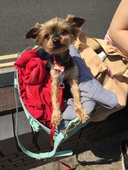 Let's see your pooches
