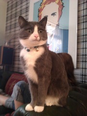 How many cats does everyone have?