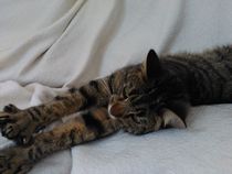 New cat owner and all I want to do is talk about her!