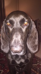 Let's see your pooches