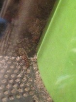 What are these things?