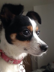 Let's see your pooches