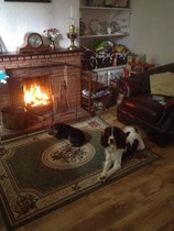 Let's see your pooches