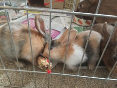 Help my rabbit is giving birth to a surprise litter!