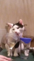 Boy cat is being an utter little shit today