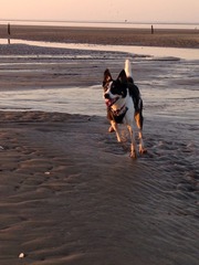 Let's see your pooches