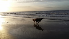 Let's see your pooches