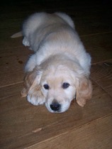 Tell me about golden retrievers please