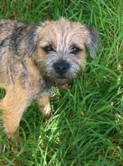 Neutering - reassure me I'm doing the right thing.