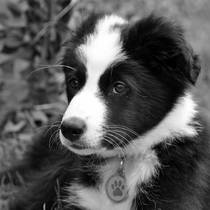 picking up our 9 week old border collie pup next weekend....