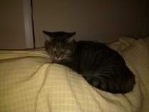 New cat owner and all I want to do is talk about her!