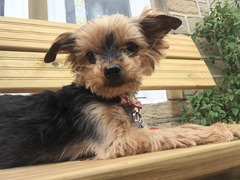 Let's see your pooches