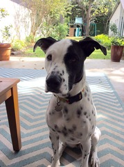 Let's see your pooches