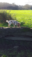 Let's see your pooches