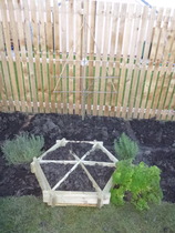 Allotment /Veg patch  thread 4 "Lettuce and Peppers and Pears OH MY!"