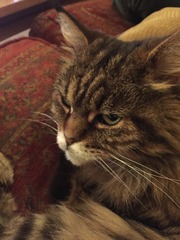 would you tell your 9 yr old you're having cat PTS?