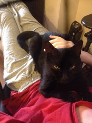 New cat owner and all I want to do is talk about her!