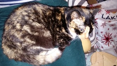 New cat owner and all I want to do is talk about her!