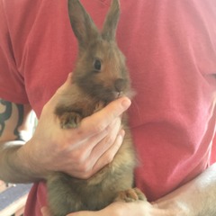 Help my rabbit is giving birth to a surprise litter!