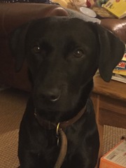 Let's see your pooches