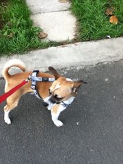 JRT escaping from harness - help!