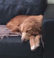 Working cocker, labrador, flat coated retriever, golden retriever
