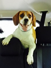 Let's see your pooches