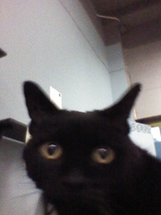 New cat owner and all I want to do is talk about her!