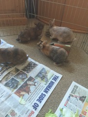 Help my rabbit is giving birth to a surprise litter!