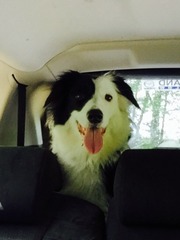 Let's see your pooches