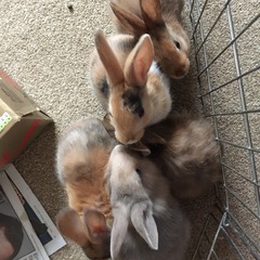 Help my rabbit is giving birth to a surprise litter!