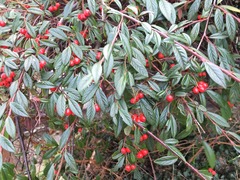 plant ID please