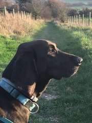 Let's see your pooches