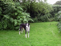 Do you think this is the right dog for us?