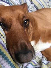 Let's see your pooches