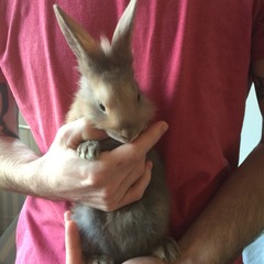 Help my rabbit is giving birth to a surprise litter!