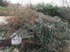 plant ID please